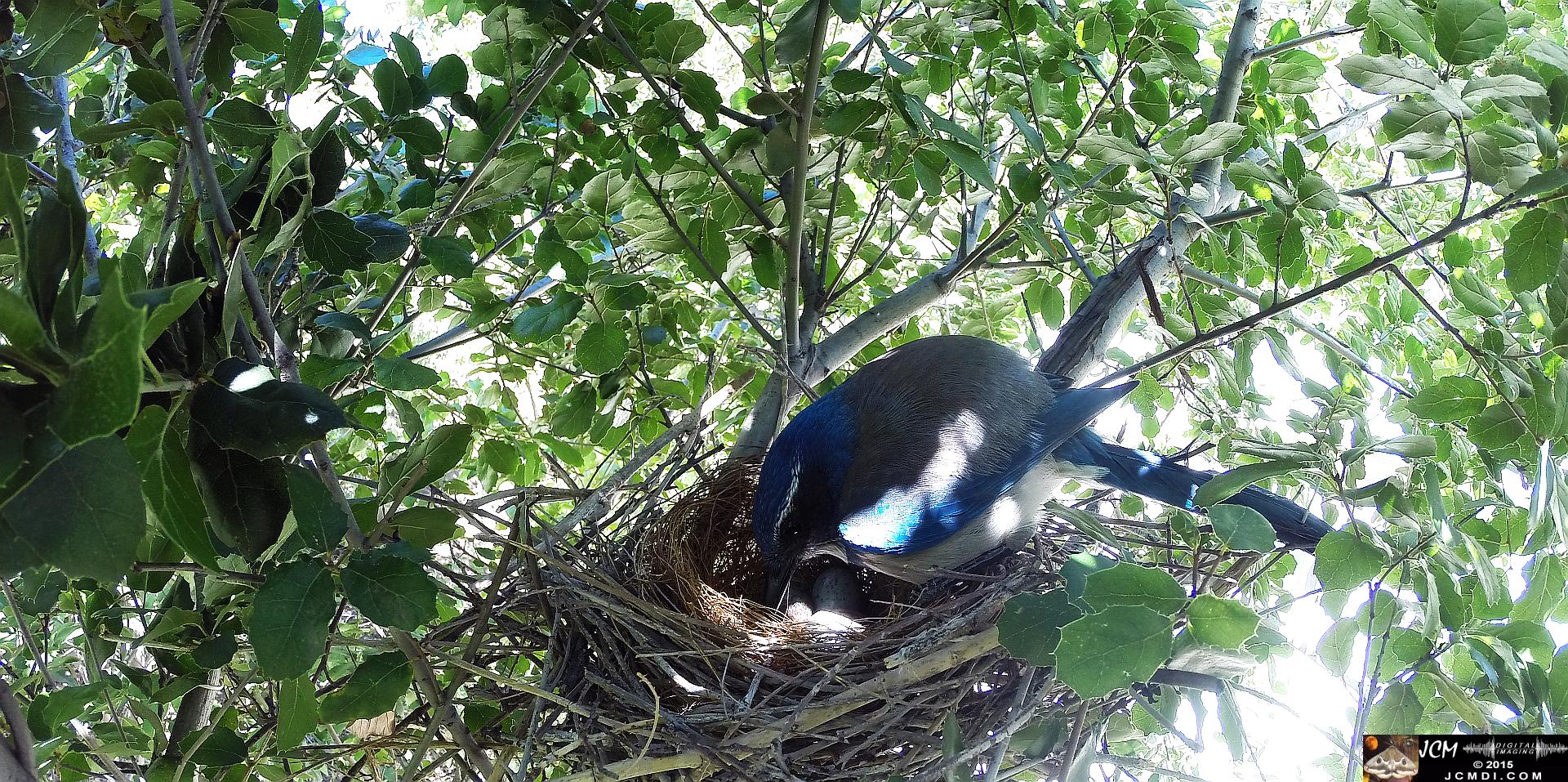 Scrub Jay female adjusting eggs in nest wide view